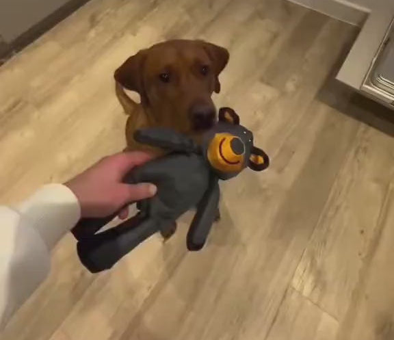 PowerBear™ Onverwoestbaar Hondenspeeltje